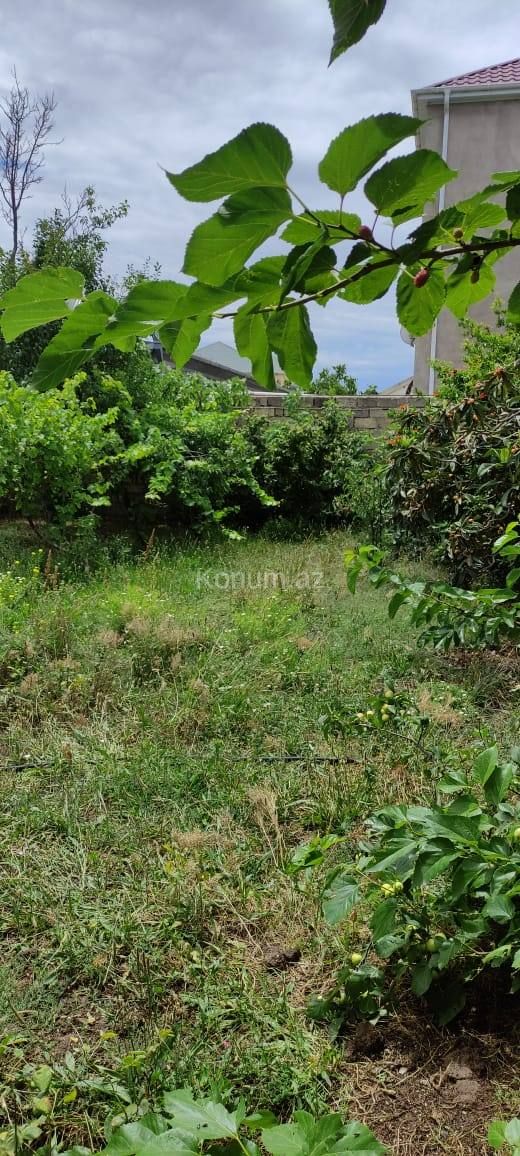 5 sot - Bakı, Abşeron - satılır — foto 2