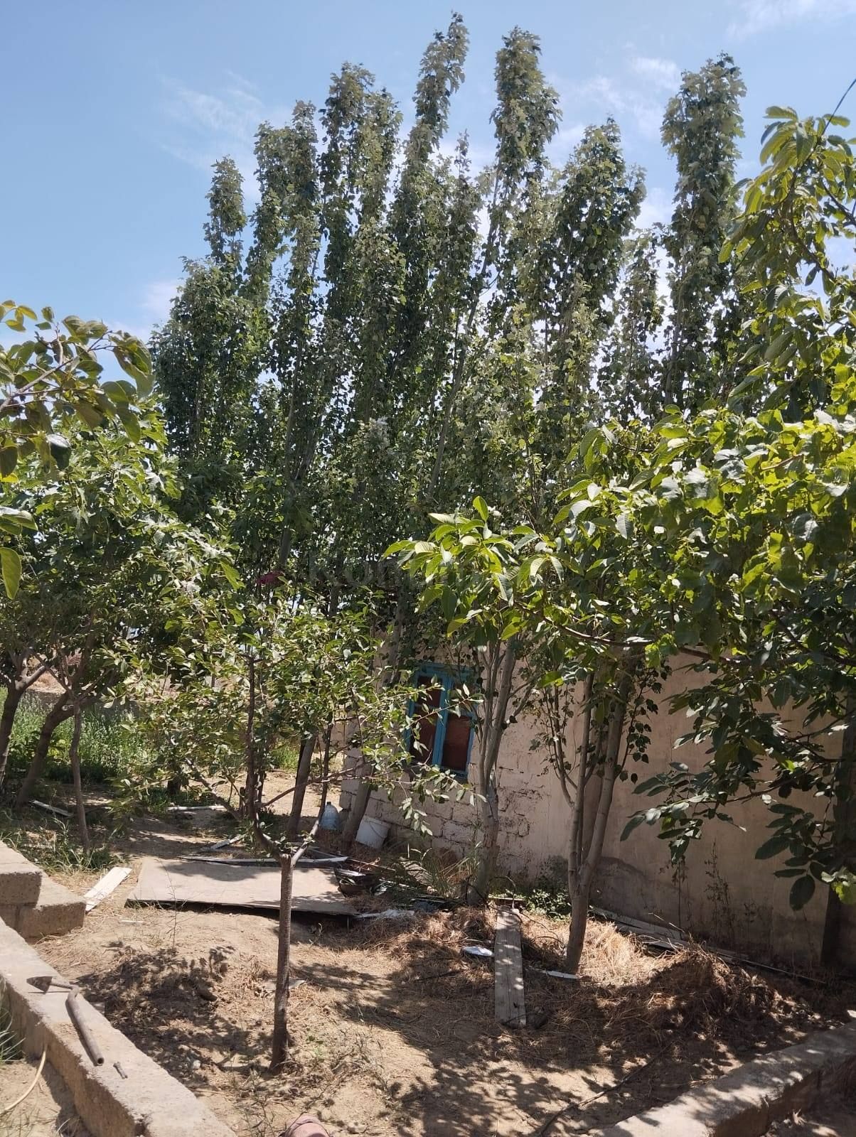 Şəkil