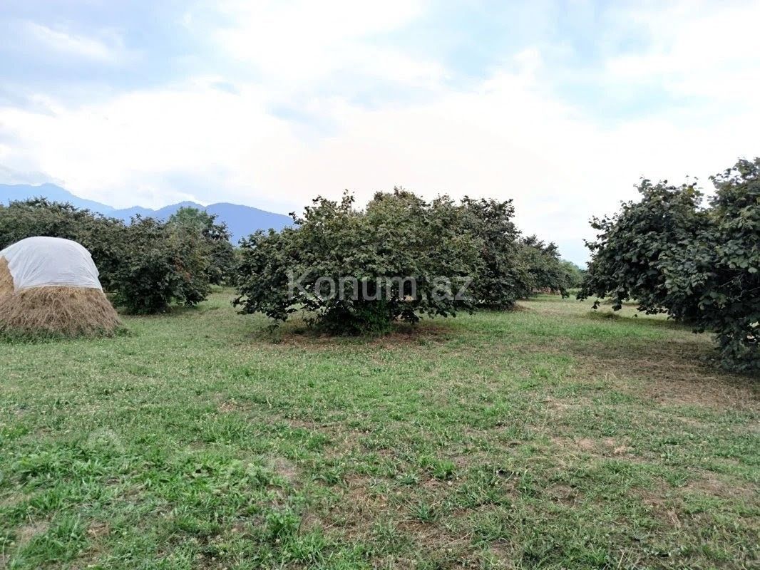 250 sot - Qəbələ - satılır — foto 2
