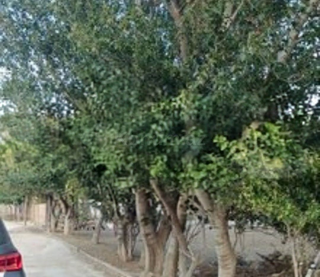 Şəkil