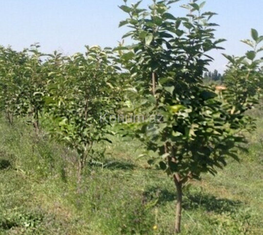 Şəkil
