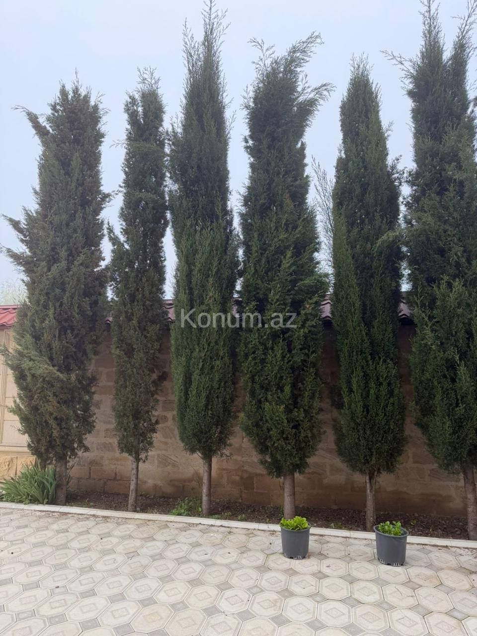 Şəkil