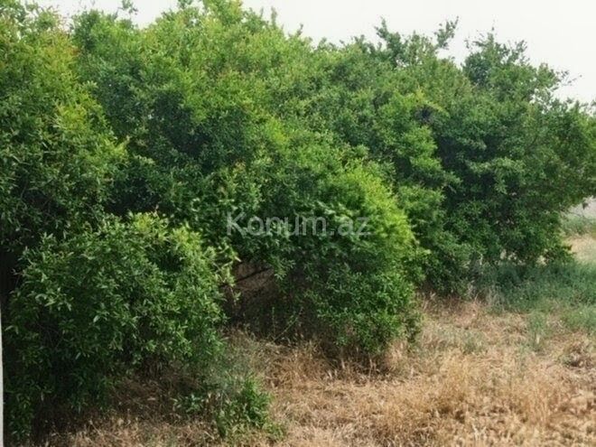 30 sot - Bakı, Xəzər - satılır — foto 4