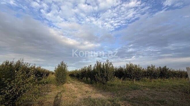 311 sot - Şabran - satılır — foto 2