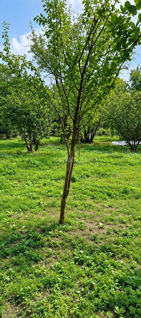 12 sot - Qəbələ - satılır — foto 2