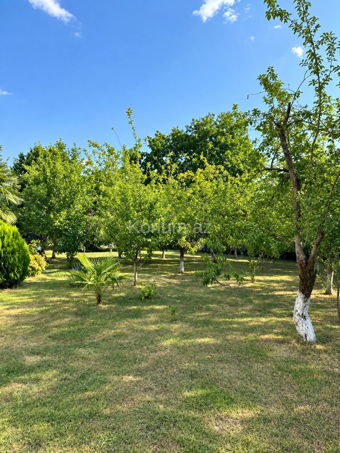 8 sot - İsmayıllı - satılır — foto 3