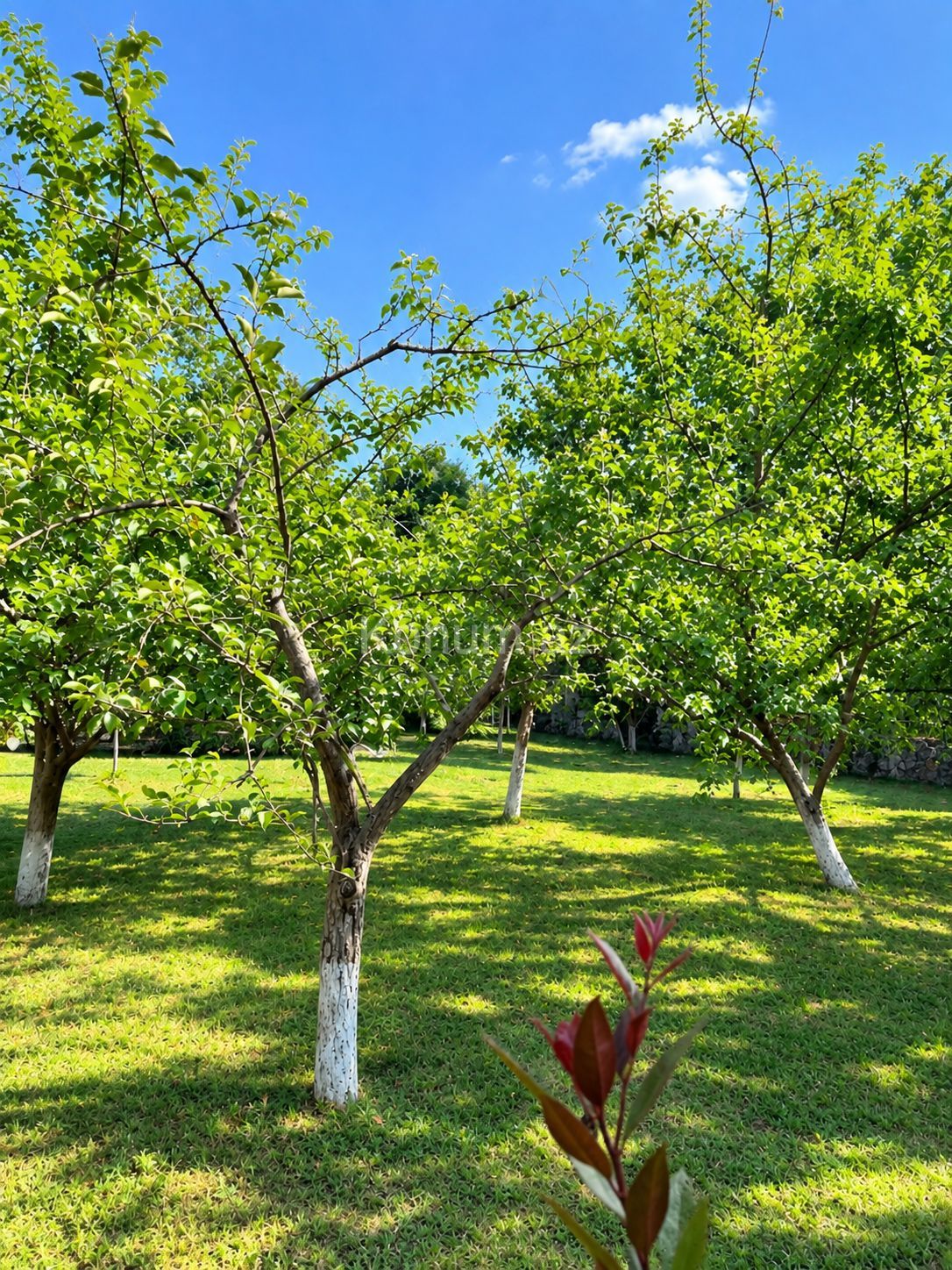 8 sot - İsmayıllı - satılır — foto 2