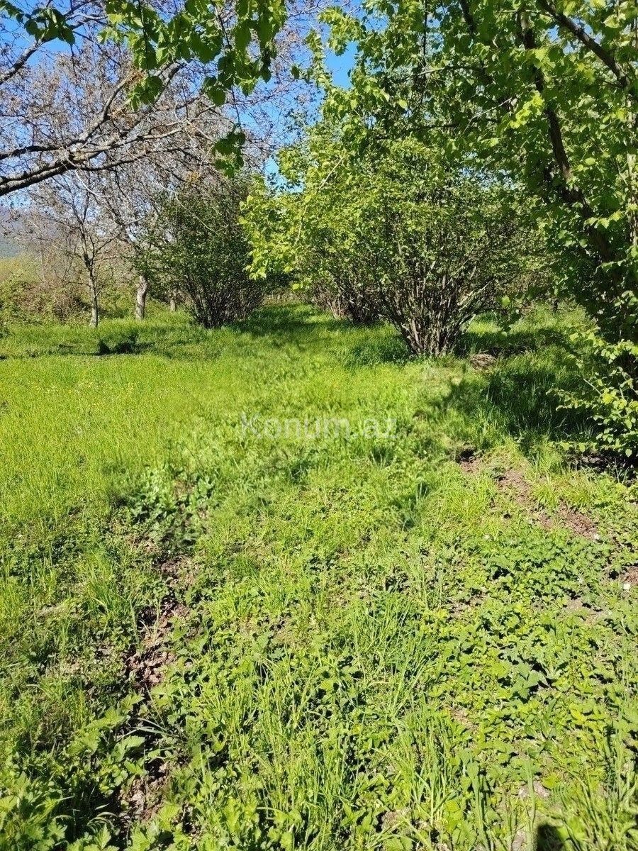 20 sot - Qəbələ - satılır — foto 3
