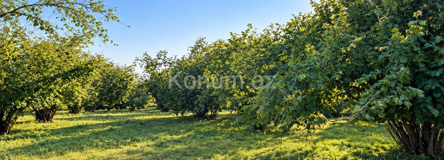 10 sot - Qəbələ - satılır — foto 2