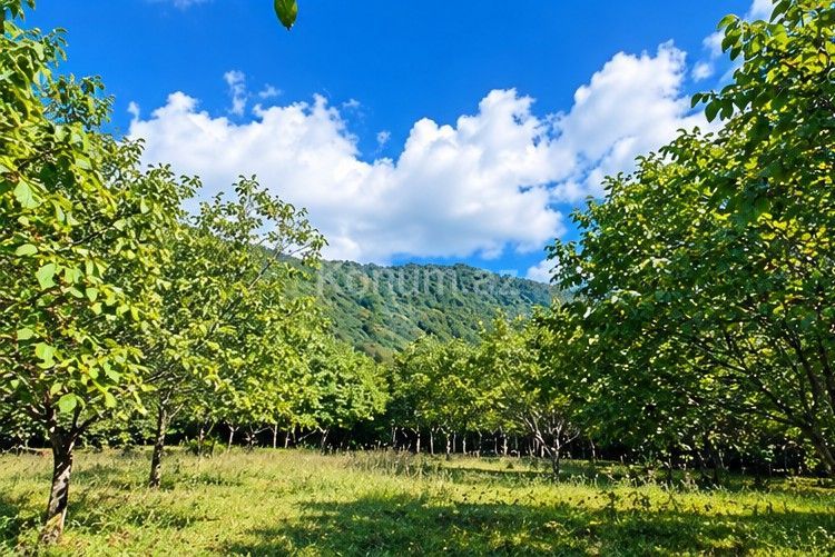 7 sot - Qəbələ - satılır — foto 2