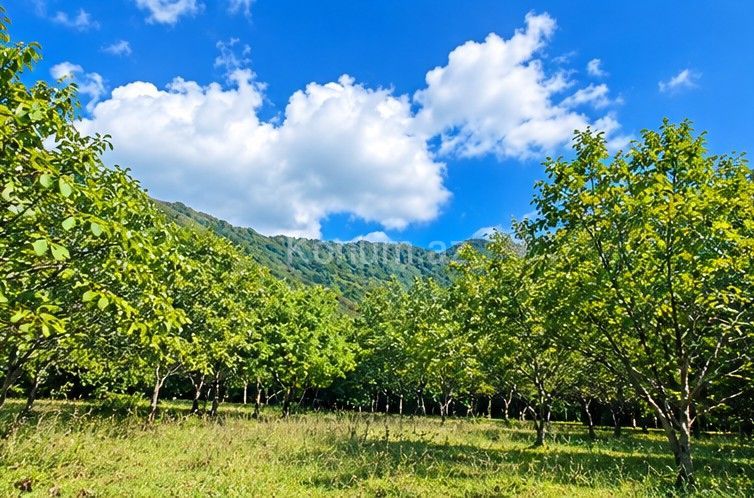 7 sot - Qəbələ - satılır — foto 3
