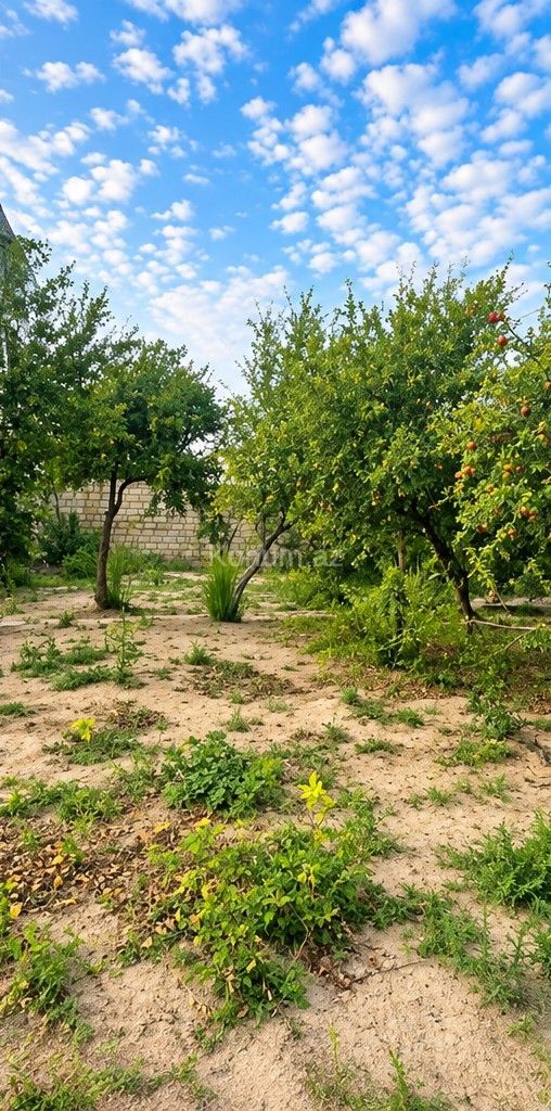2 sot - Bakı, Abşeron - satılır — foto 2