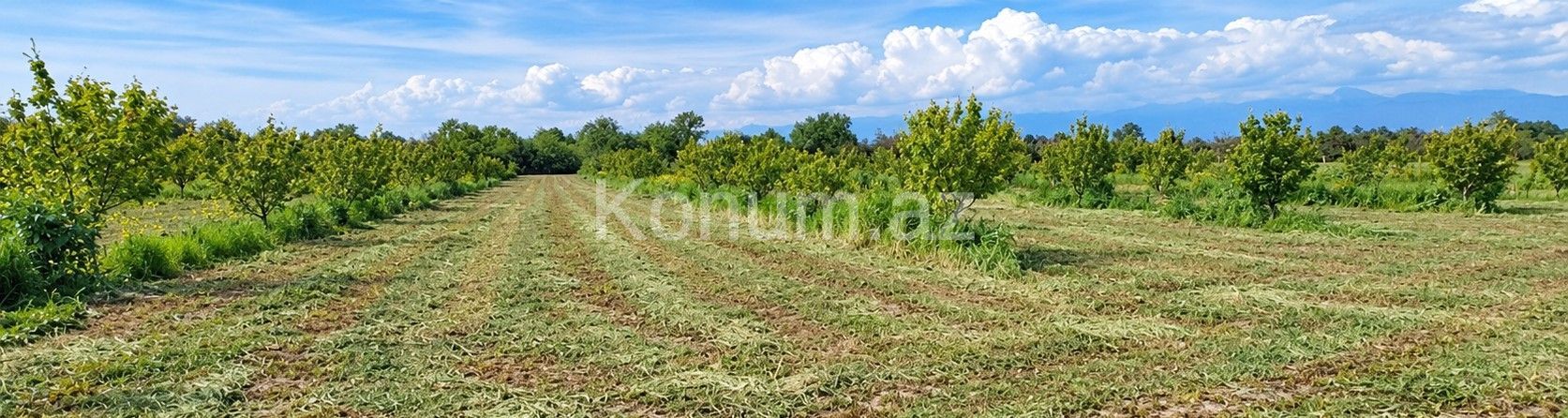 2,67 sot - Qax - satılır — foto 3