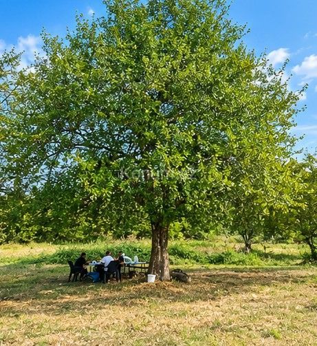 1 050 sot - Şamaxı - satılır — foto 5