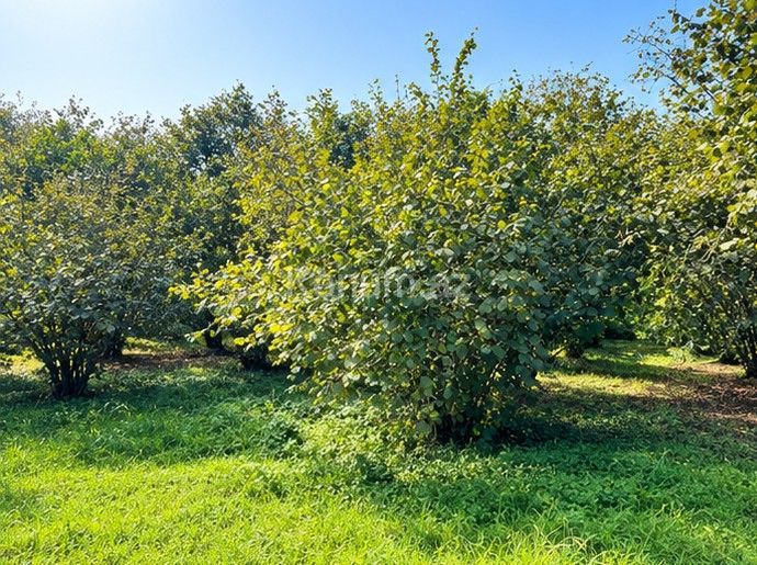29 sot - Zaqatala - satılır — foto 3