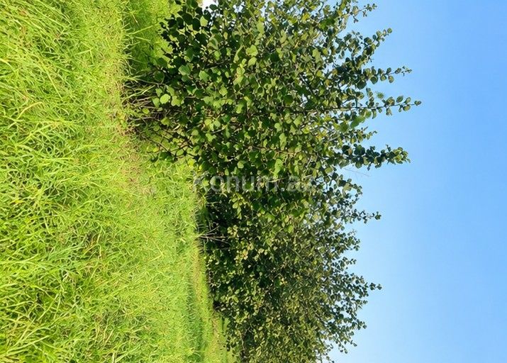 29 sot - Zaqatala - satılır — foto 2