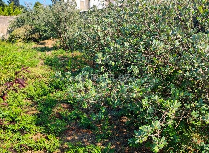 10 sot - Bakı, Abşeron - satılır — foto 2