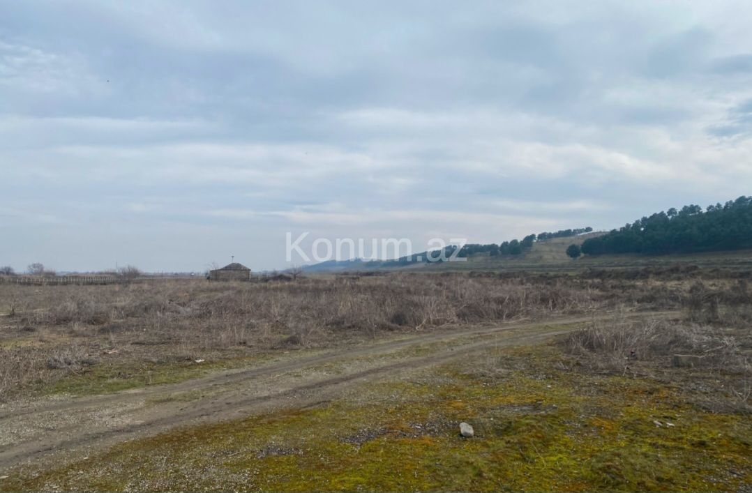 150 sot - Şabran - satılır — foto 5