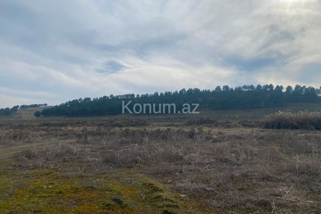 150 sot - Şabran - satılır — foto 6