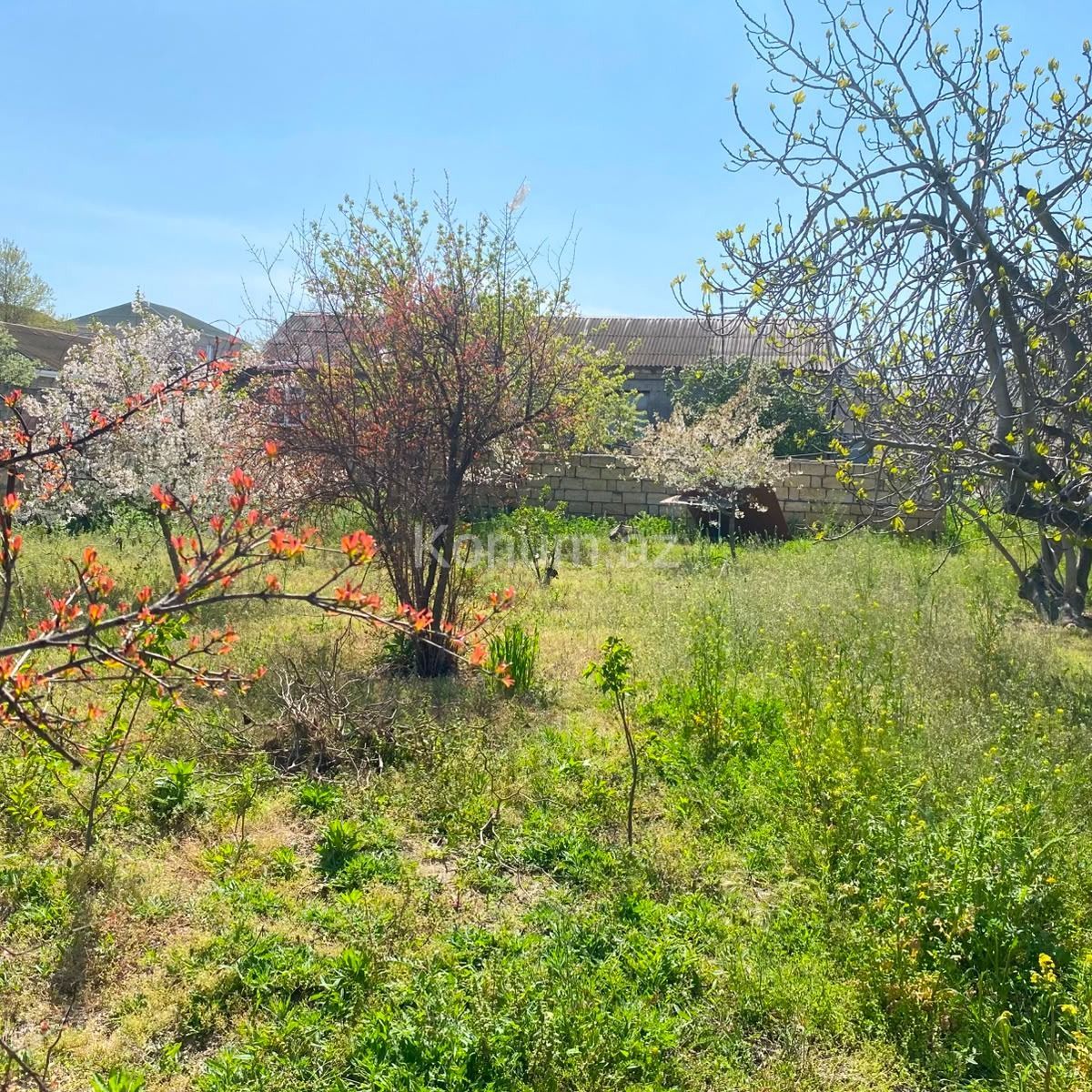 5 sot - Bakı, Abşeron - satılır — foto 2