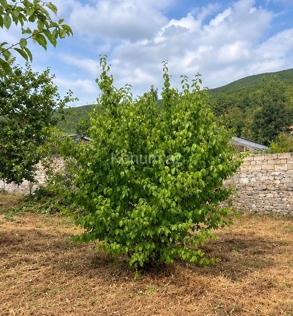 4 sot - Şəki - satılır — foto 3