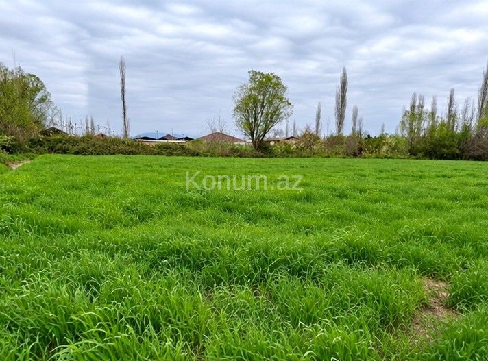 306 sot - Şabran - satılır — foto 2