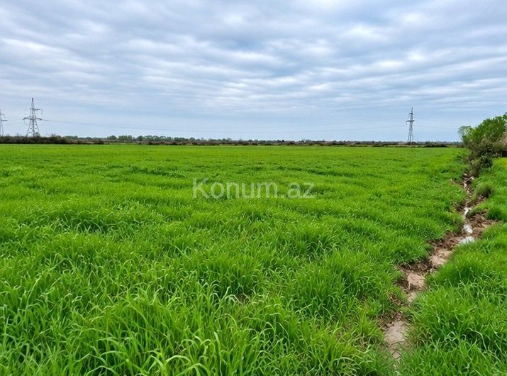 306 sot - Şabran - satılır — foto 3