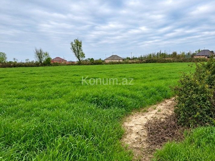 306 sot - Şabran - satılır — foto 4
