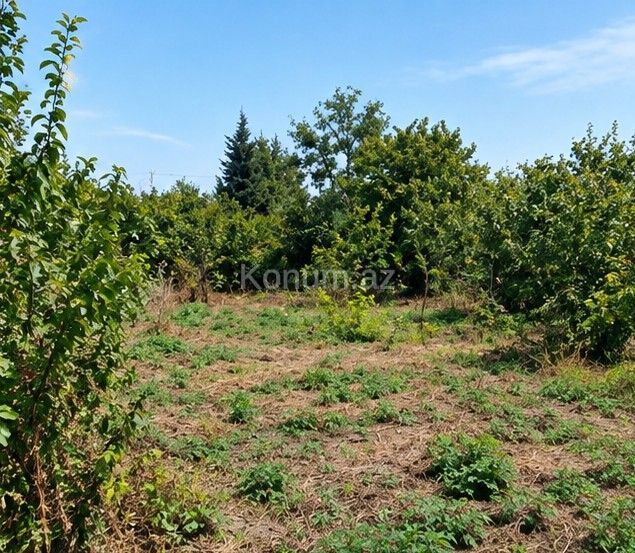 3 sot - Quba - satılır — foto 2