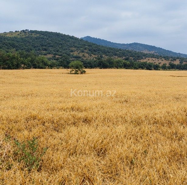 15 sot - Göygöl - satılır — foto 3