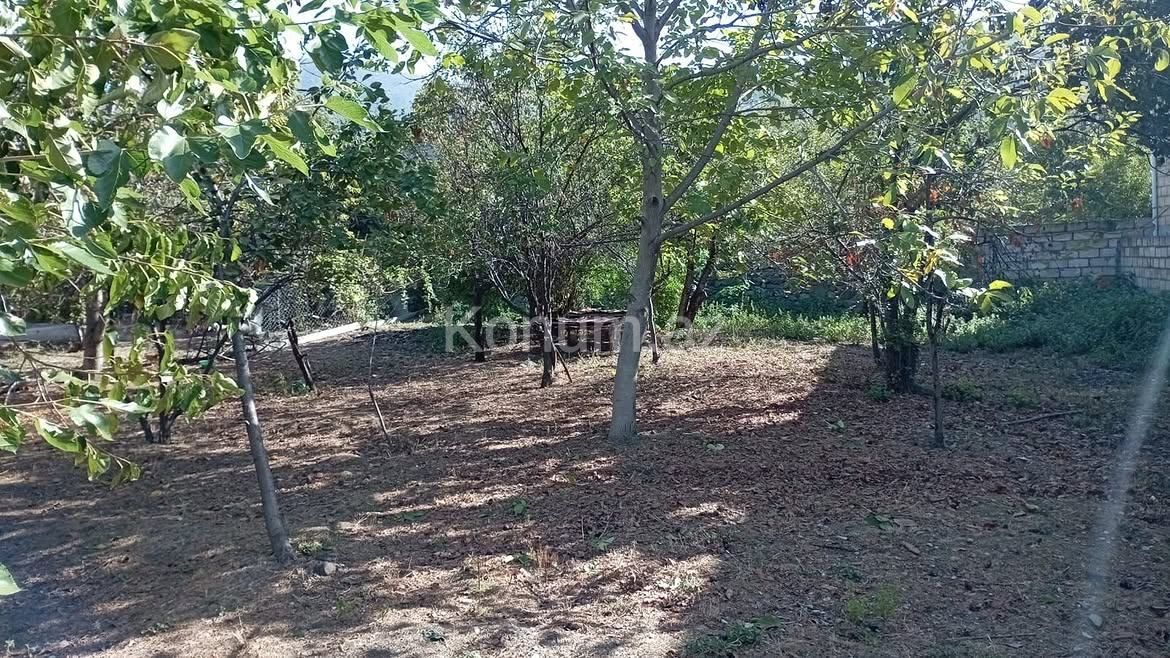 4 sot - Şəki - satılır — foto 2