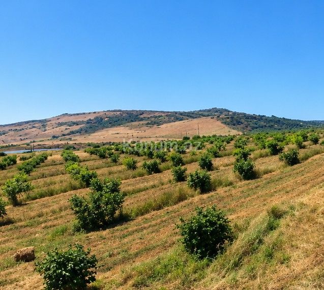 440 sot - Shamakhi - For sale — photo 2