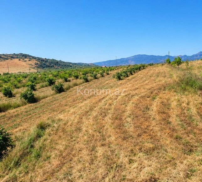 440 sot - Shamakhi - For sale — photo 4