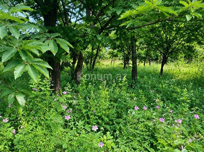 10 sot - Qəbələ - satılır — foto 3