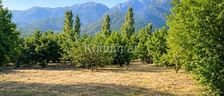 12 sot - Şəki - satılır — foto 2