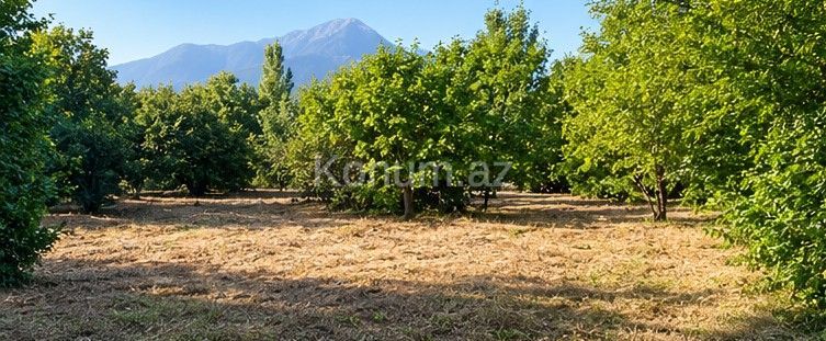 12 sot - Şəki - satılır — foto 3