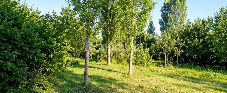 12 sot - Şəki - satılır — foto 4