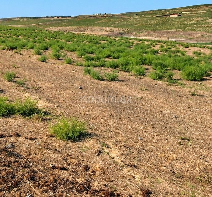 13 sot - Baku, Absheron - For sale — photo 2