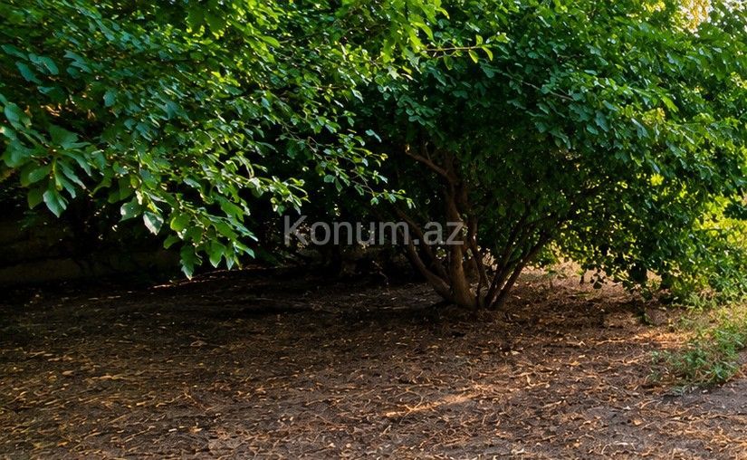 2,5 sot - Sumqayıt - satılır — foto 3