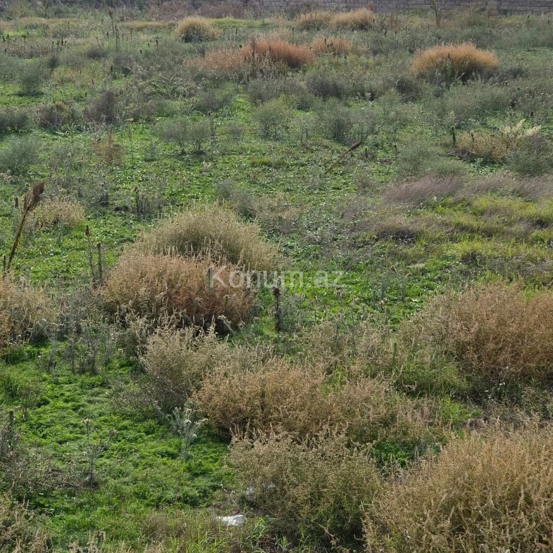 6 sot - Bakı, Abşeron - satılır — foto 2