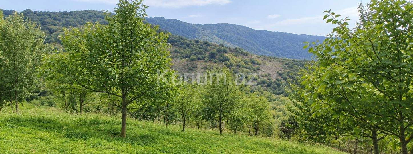 16 sot - İsmayıllı - satılır — foto 2