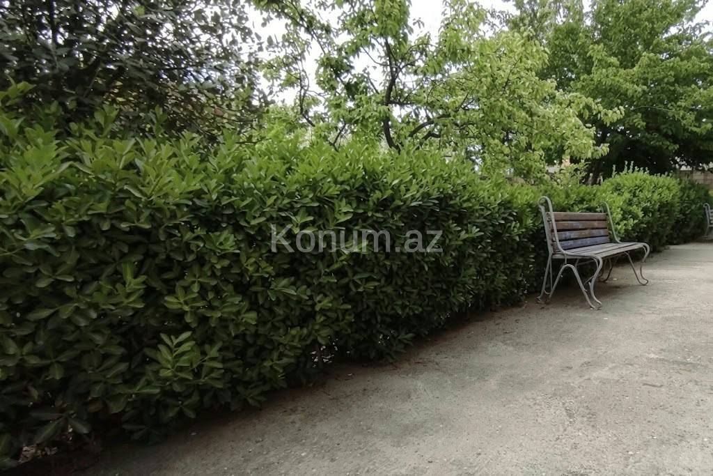 3,5 sot - Bakı, Abşeron - satılır — foto 4