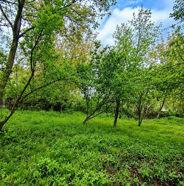 8 sot - Gabala - For sale — photo 2