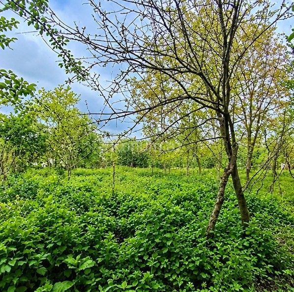 8 sot - Gabala - For sale — photo 3