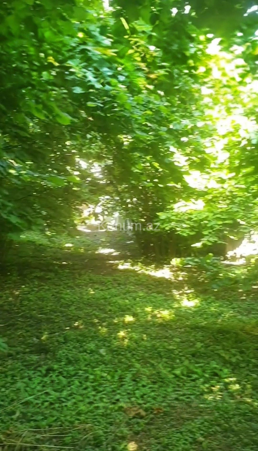 Şəkil