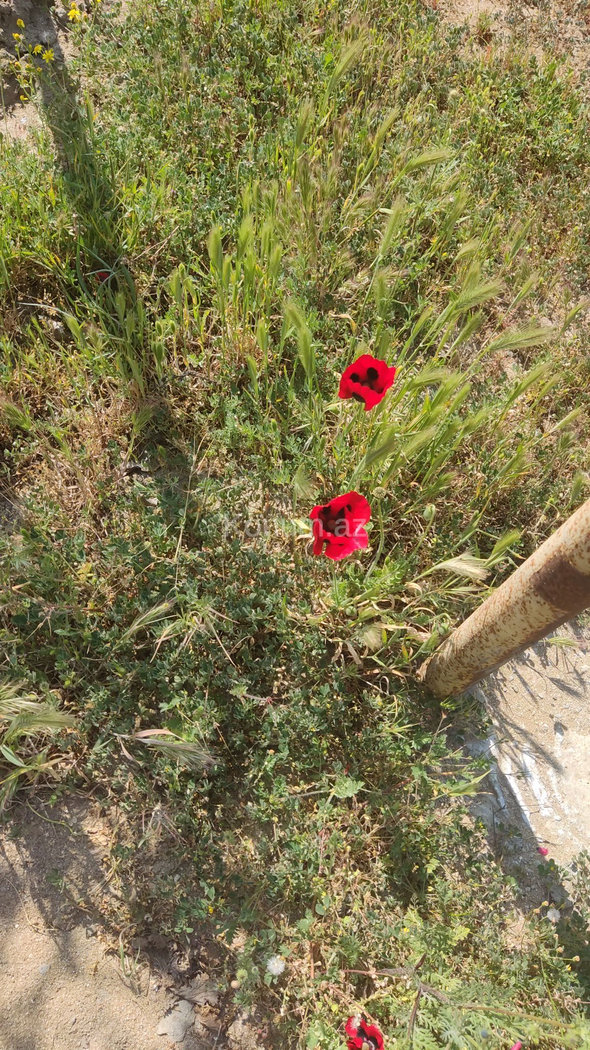 Şəkil