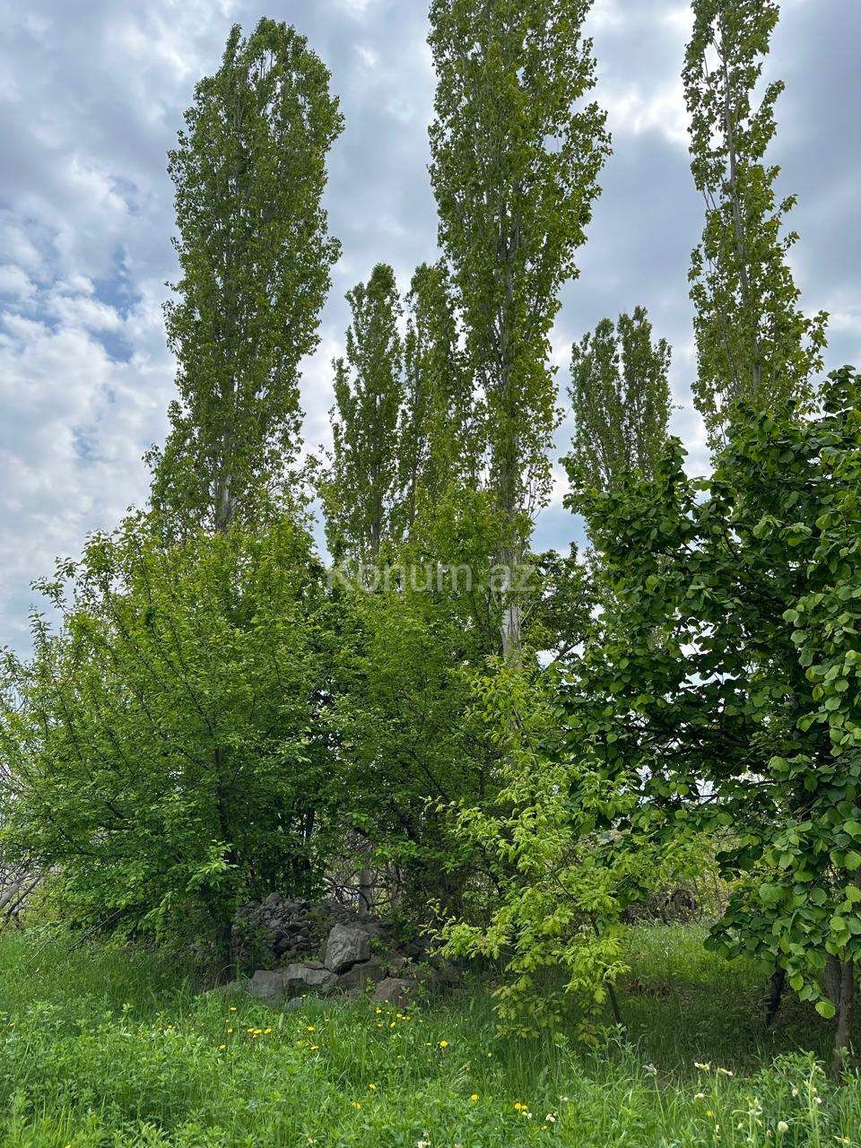 Şəkil