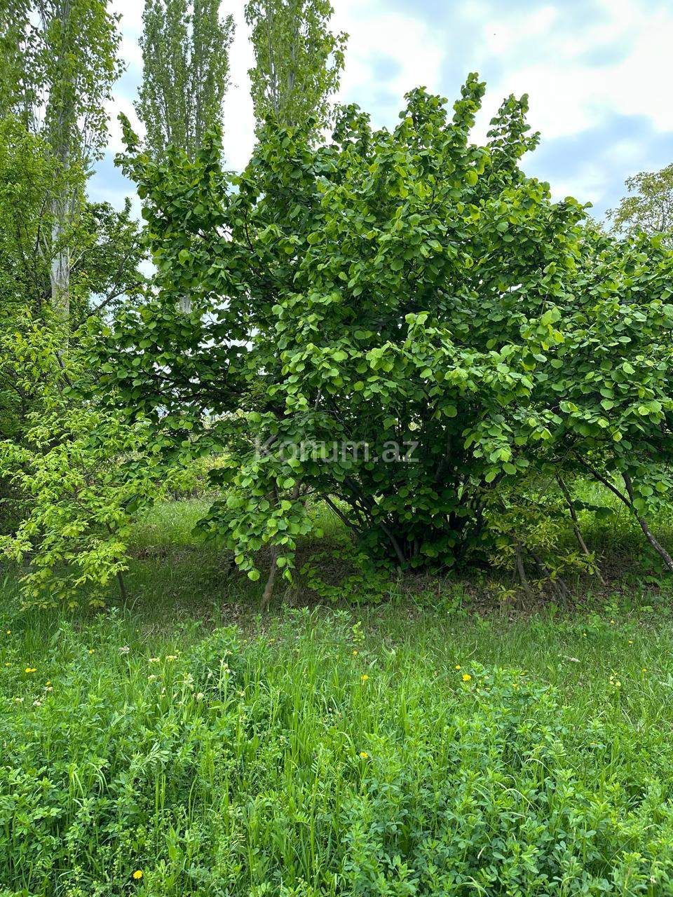 Şəkil