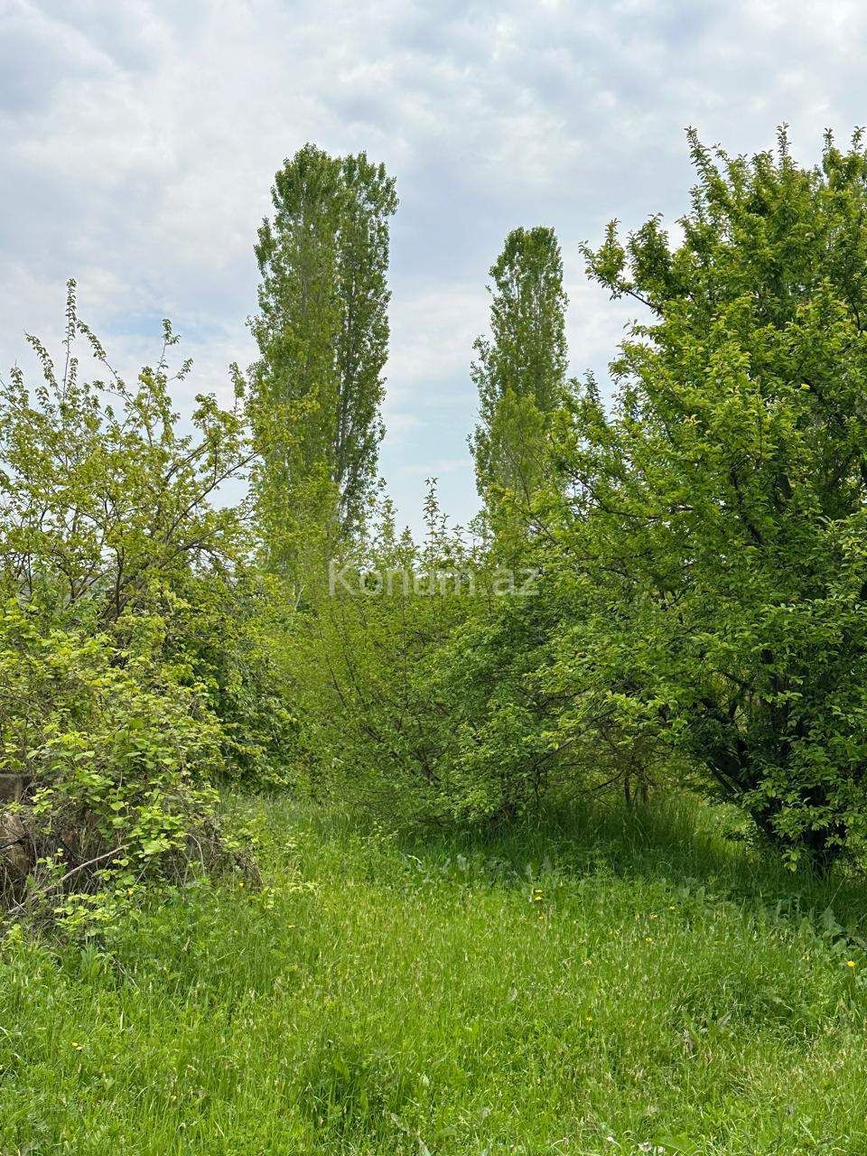 Şəkil