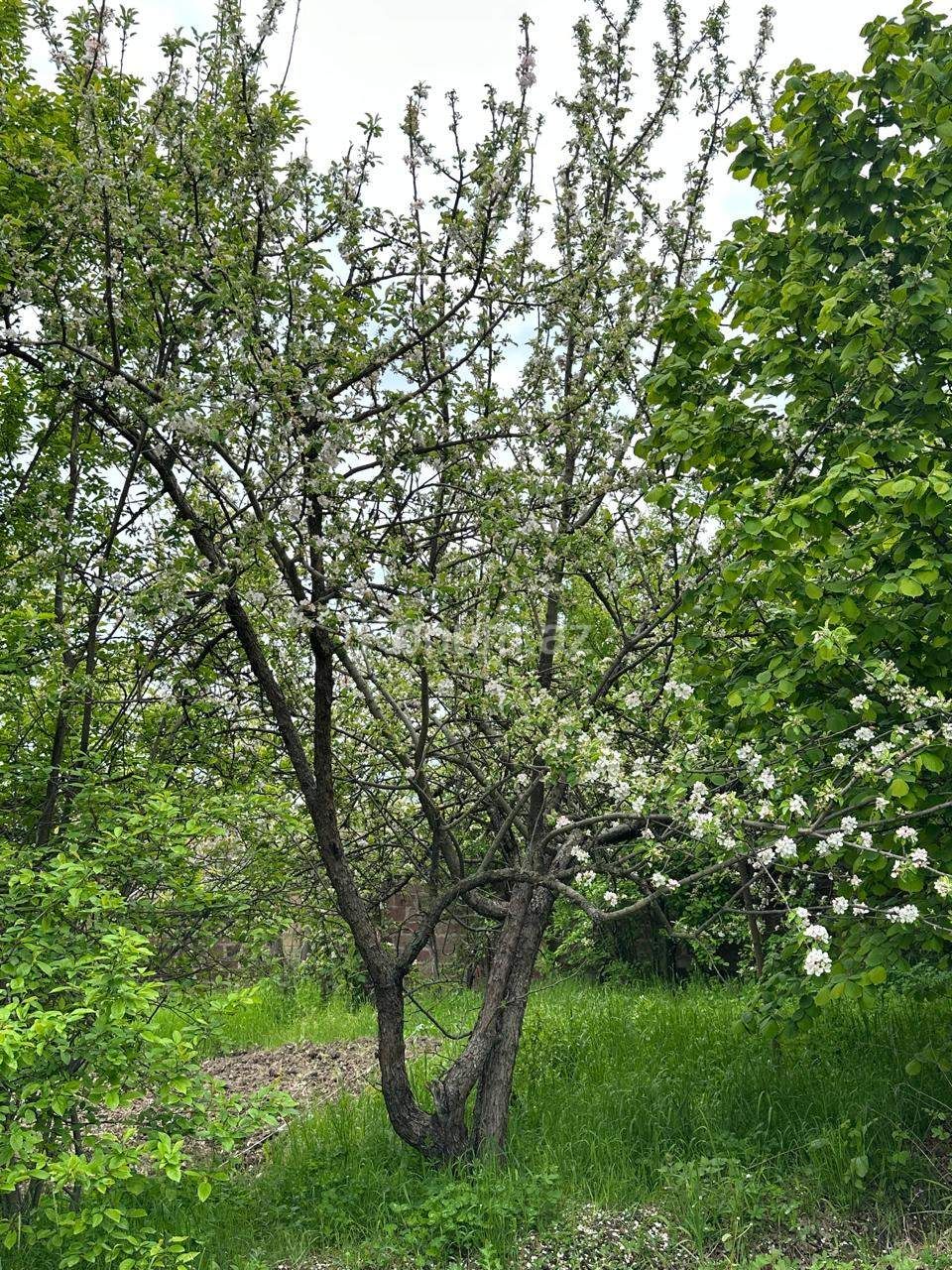 Şəkil